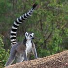 Madagascar: lemure katta