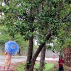 Madagascar parapluie