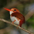 MADAGASCAR PYGMY KINGFISHER