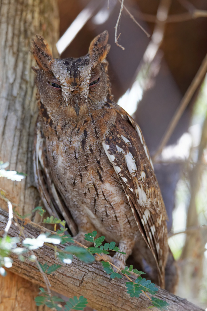 Madagascar Scops Owl