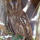 Madagascar Scops Owl