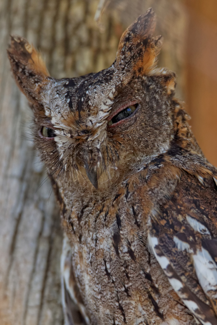 Madagascar Scops Owl_1