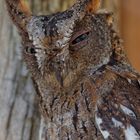 Madagascar Scops Owl_1