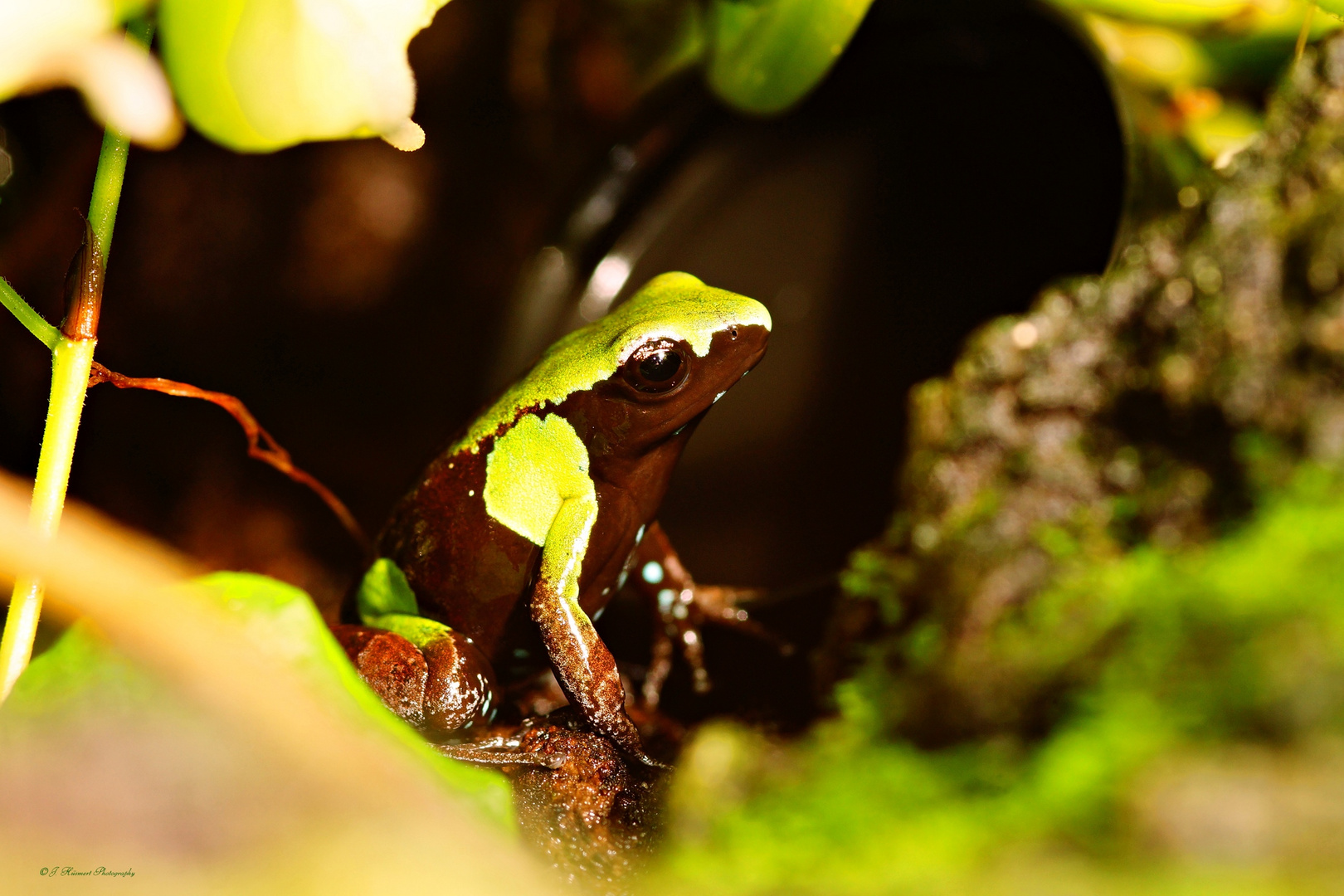 Madagaska-Buntfrosch (nach Belehrung)