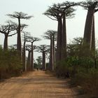 Madagaskar 2006, die Baobab Allee.