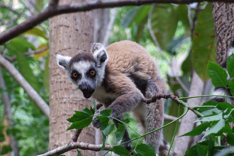 Madagaskar 2006, Lemur "Katta"