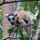 Madagaskar 2006, Lemur "Katta"