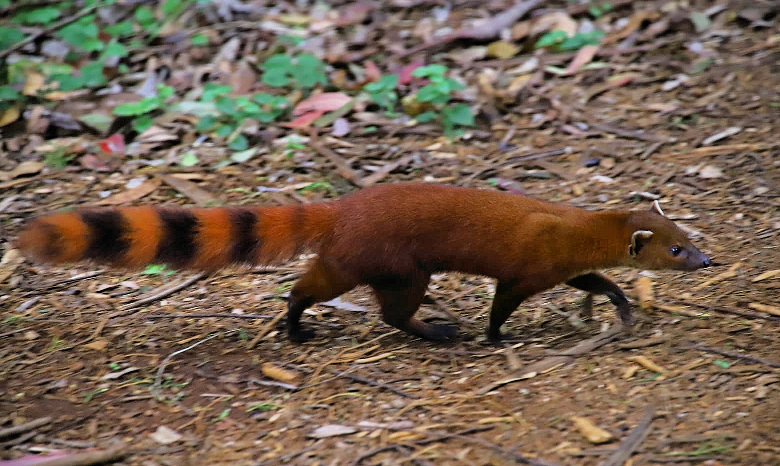 Madagaskar