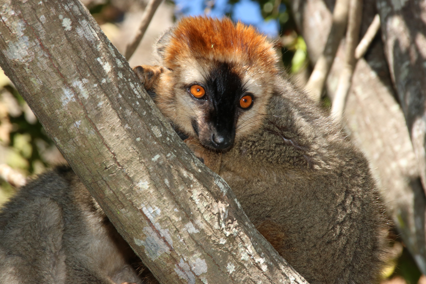 Madagaskar