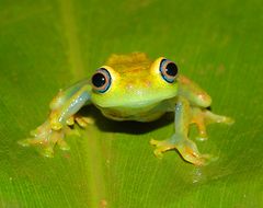 Madagaskar-Baumsteigerfrosch