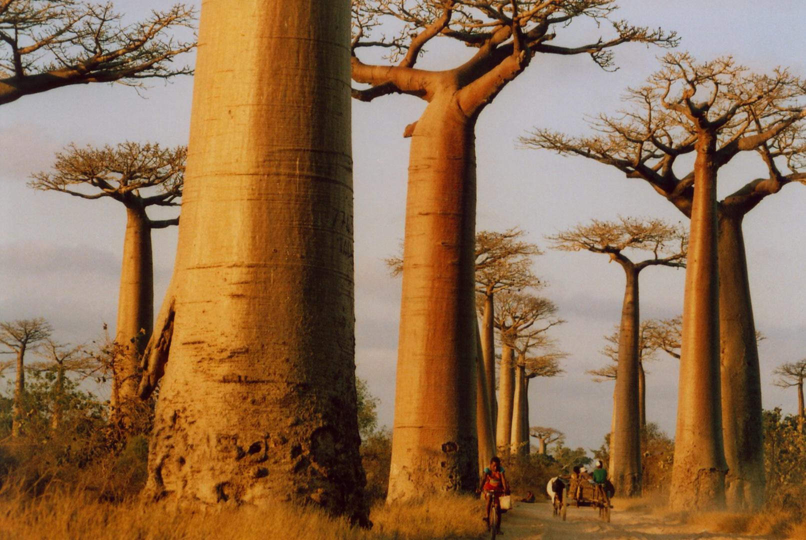 Madagaskar - Belo Sur Tsiribinha-Morondava-Baobaballee