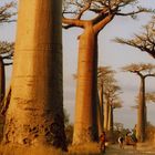 Madagaskar - Belo Sur Tsiribinha-Morondava-Baobaballee