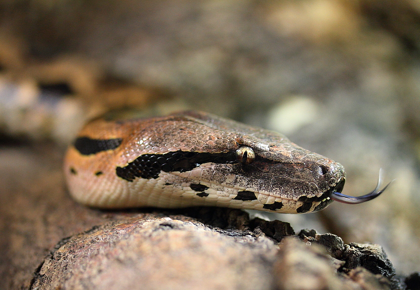 Madagaskar-Boa