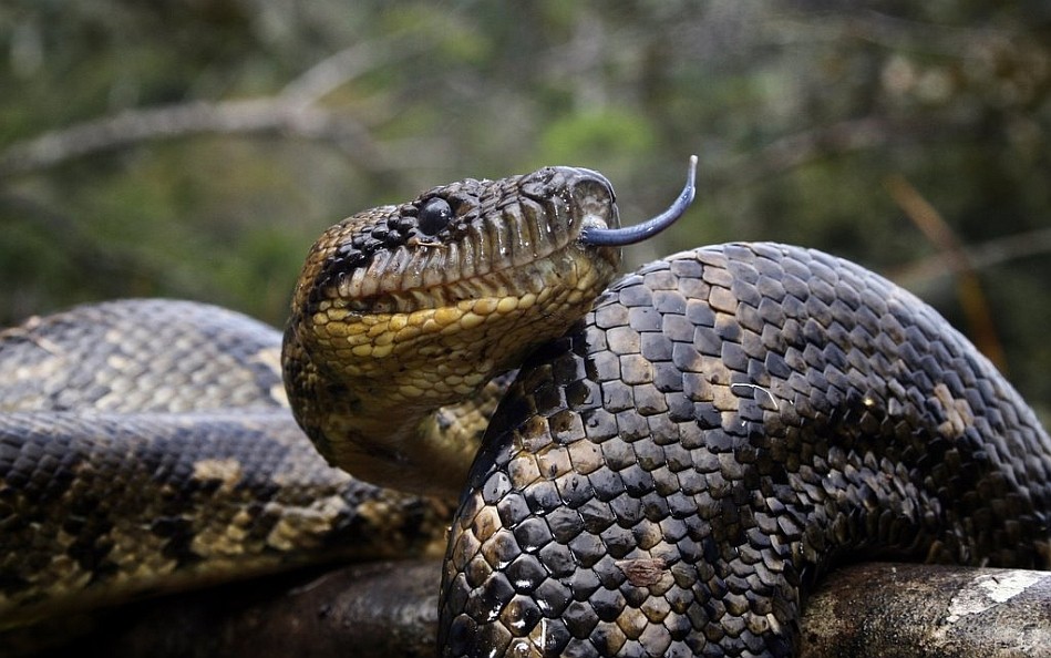 Madagaskar Boa