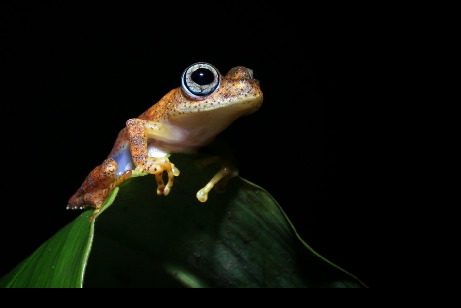 Madagaskar Boophis Frosch