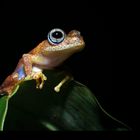 Madagaskar Boophis Frosch