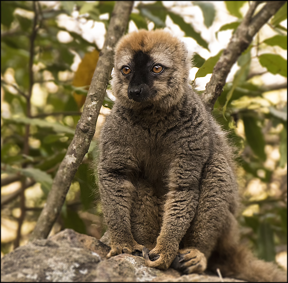 Madagaskar   Brauner Lemur