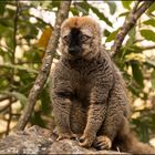 Madagaskar   Brauner Lemur