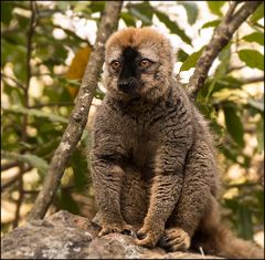 Madagaskar   Brauner Lemur