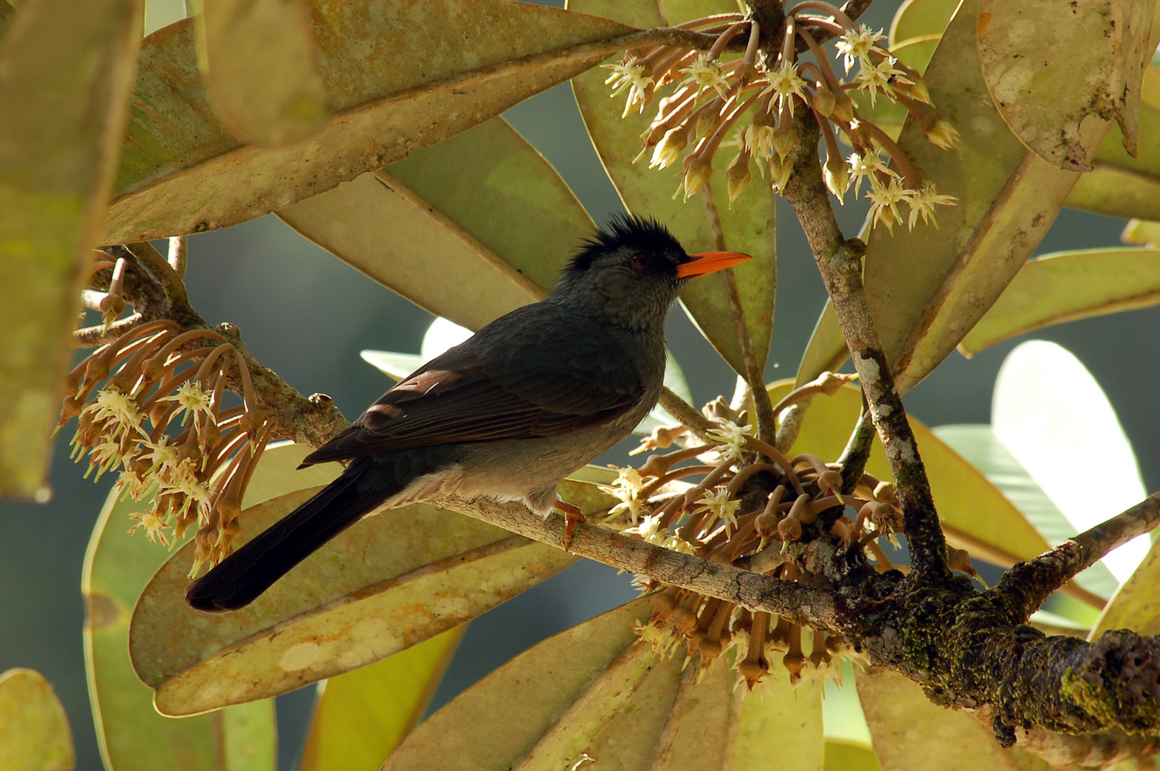 Madagaskar Bulbul (Hypsipetes madagascariensis)