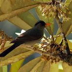 Madagaskar Bulbul (Hypsipetes madagascariensis)