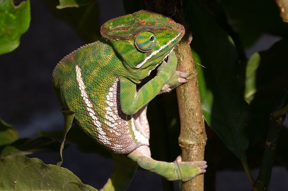 Madagaskar Chamäleons