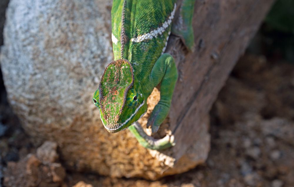 Madagaskar Chamäleons