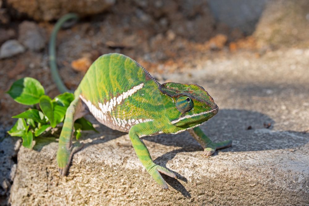 Madagaskar Chamäleons