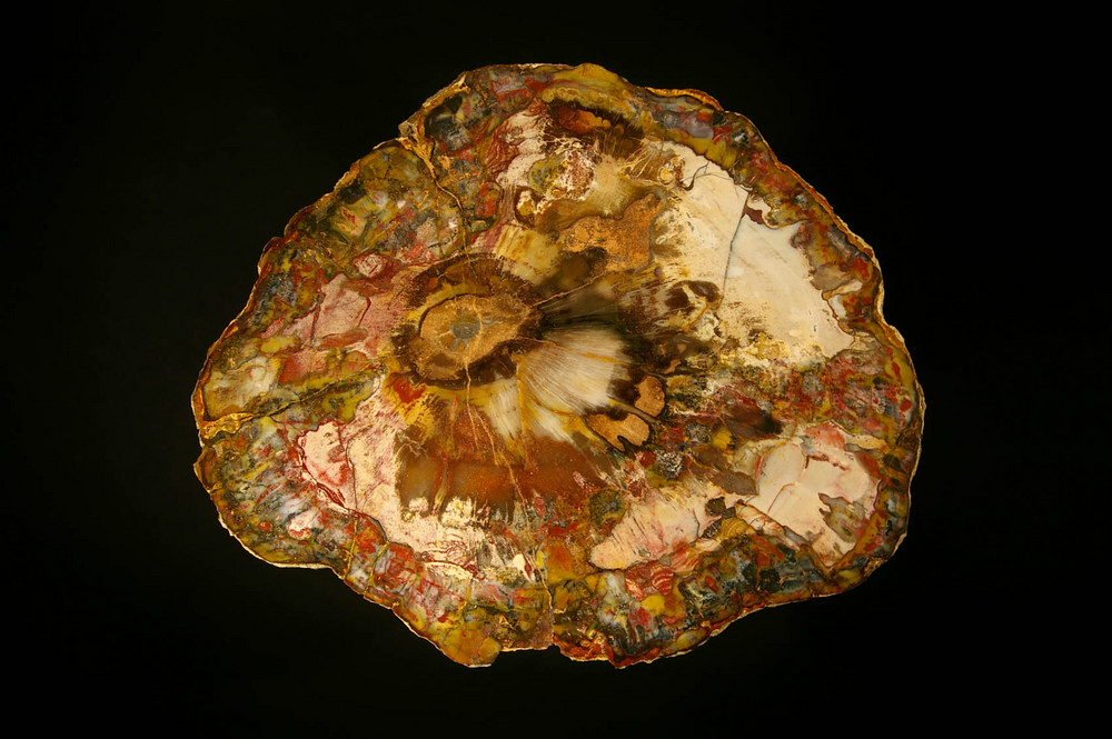 Madagaskar Dadoxylon Foto & Bild sonstiges, fossilien & präparate