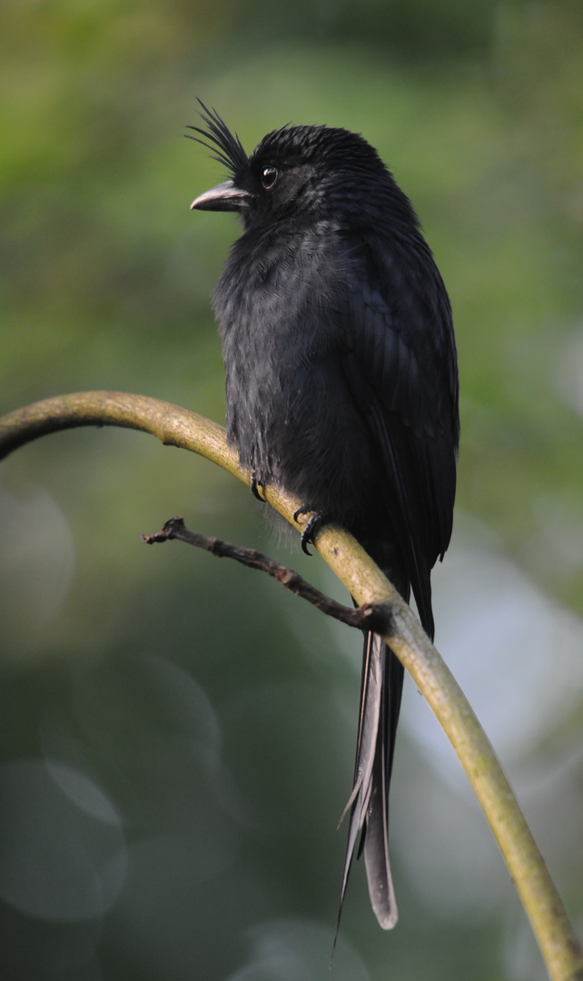 Madagaskar-Drongo