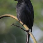 Madagaskar-Drongo