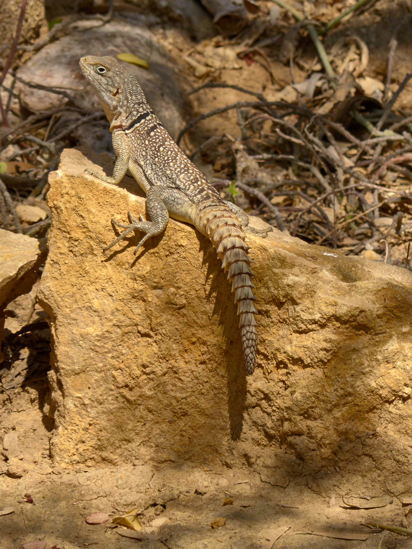 Madagaskar-Echse