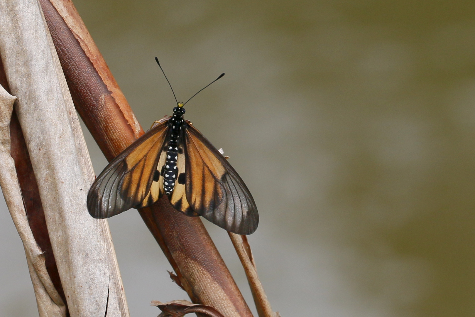 Madagaskar Falter