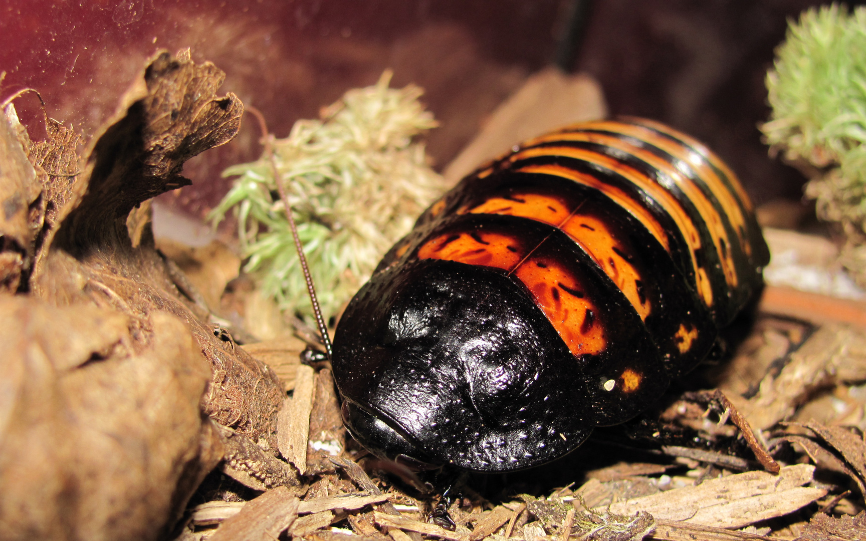 Madagaskar-Fauchschabe (Gromphadorrhina portentosa)