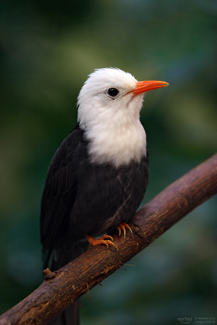 Madagaskar Fluchtvogel