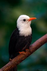 Madagaskar Fluchtvogel