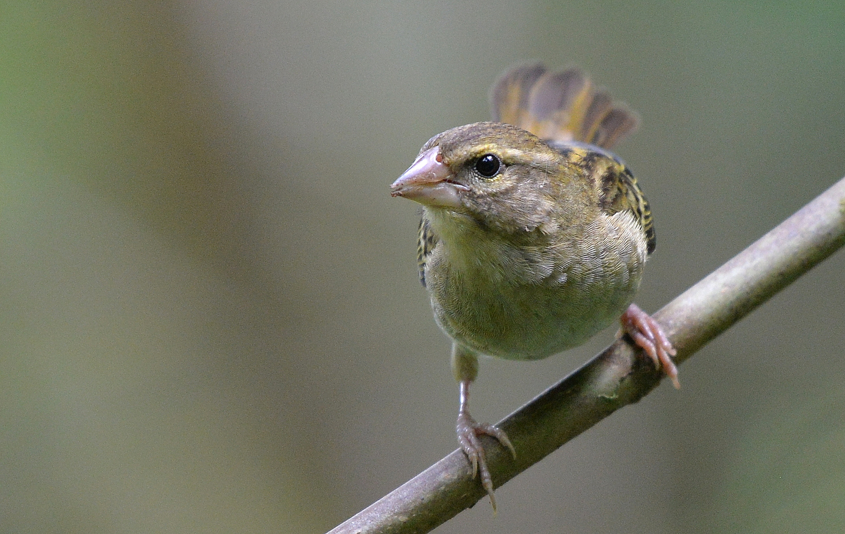 Madagaskar Fody - Madagaskarweber