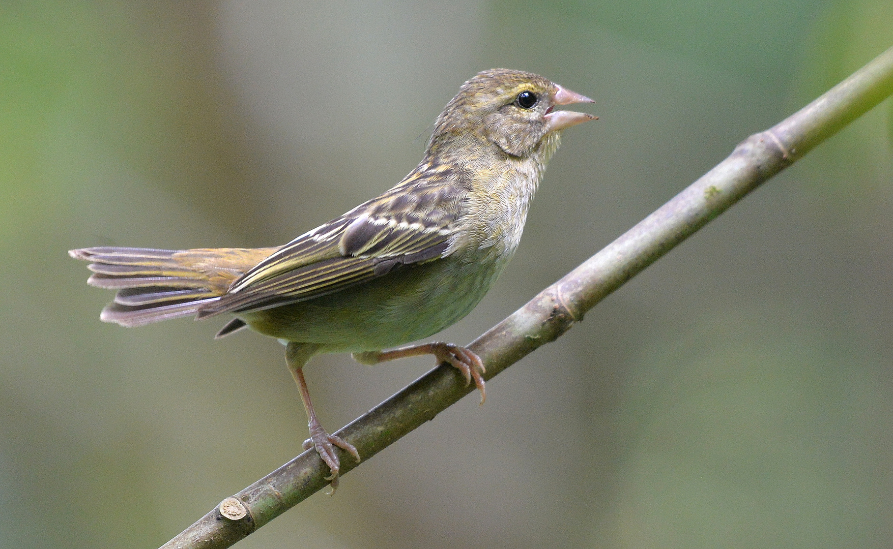 Madagaskar Fody - Madagaskarweber