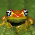 Madagaskar-Frosch