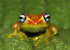 Madagaskar-Frosch