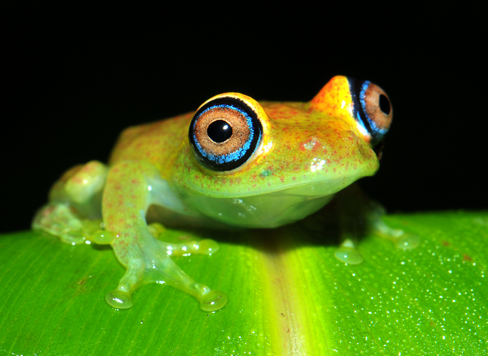 Madagaskar-Frosch