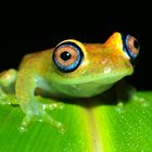 Madagaskar-Frosch