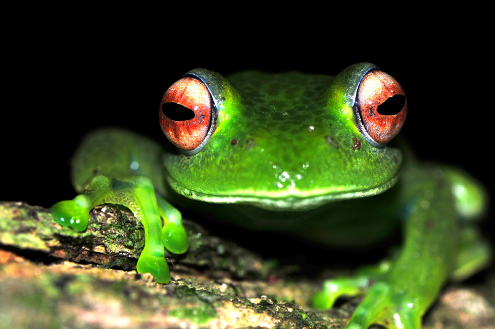 Madagaskar Frosch - Fotoreise 2010