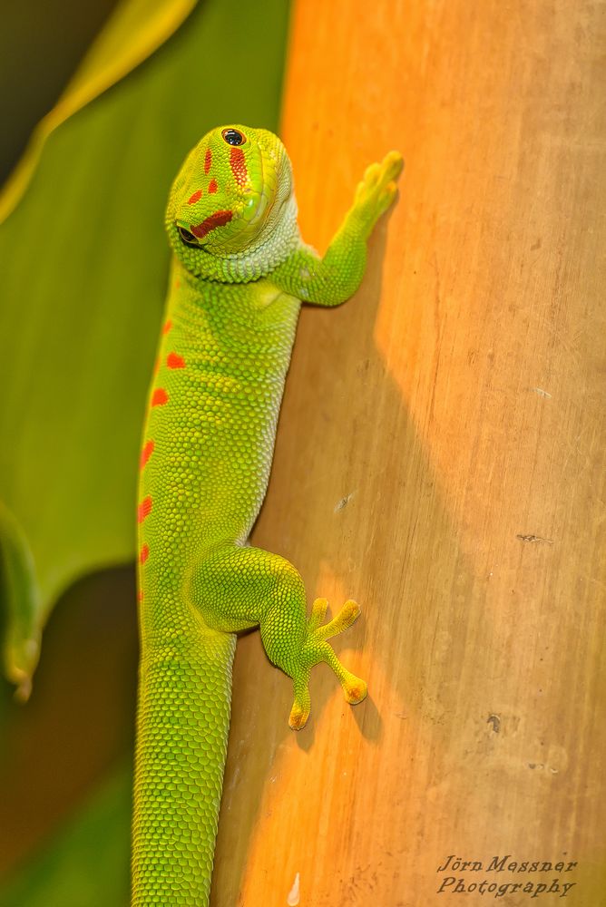 Madagaskar Gecko