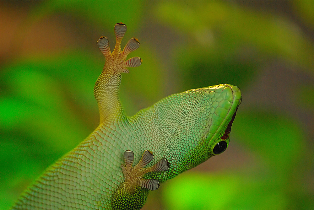 Madagaskar-Gecko ....