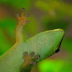 Madagaskar-Gecko ....