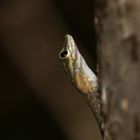 Madagaskar Gecko