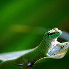 Madagaskar-Gecko