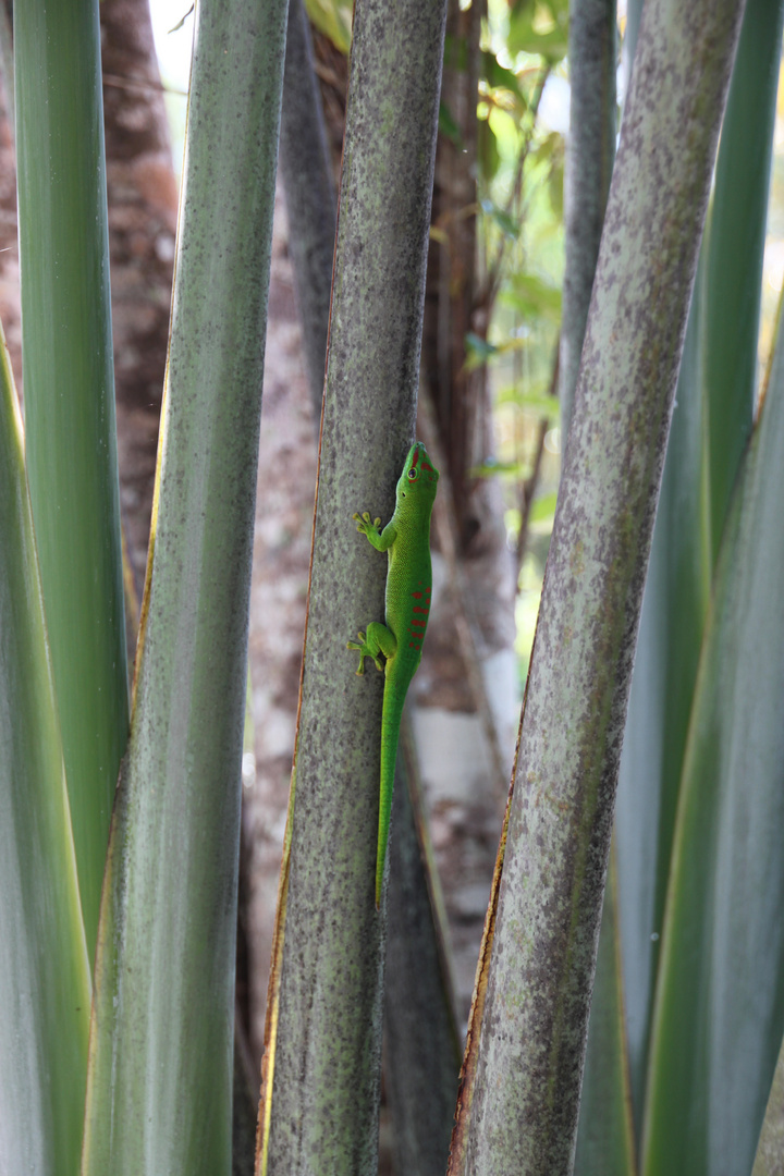 Madagaskar Gecko