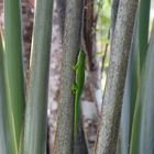 Madagaskar Gecko